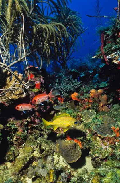 Cedar Lakes Woods and Gardens