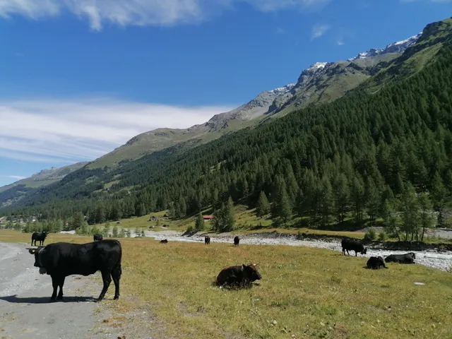 Plat de la Lée - Zinal