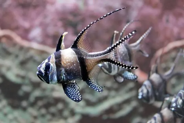 Aquazoo Löbbecke Museum Dusseldorf