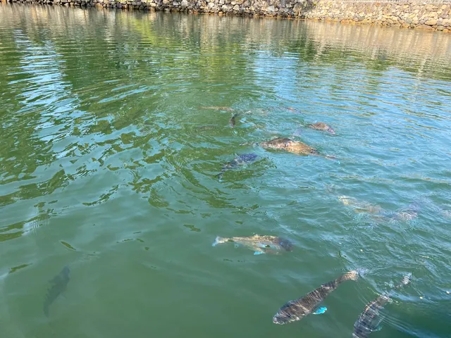 Sea Bream Feeding Experience