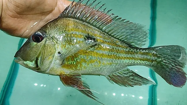 San Miguel de Mercedes