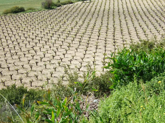 Monolithos Boutique Winery