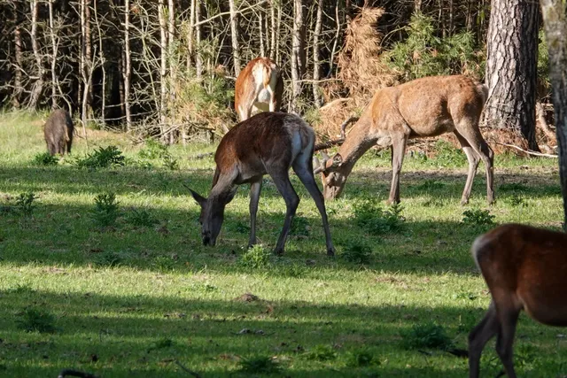 Wildobservatieplaats schuilkelder