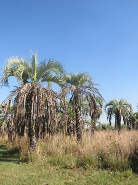 Mburucuyá National Park