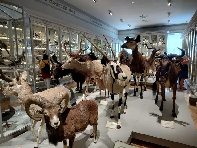 Muséum d'Histoire naturelle de La Rochelle