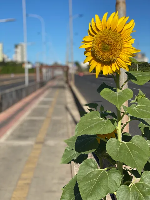 Ponte Juscelino Kubitschek