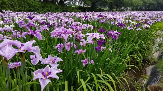 Akabori Japanese Iris Garden