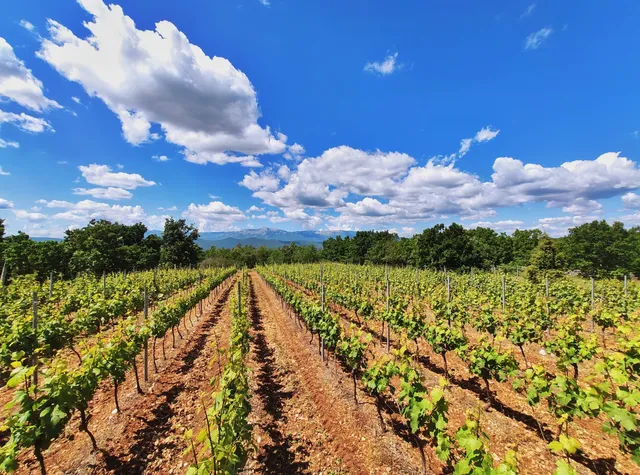 Vina Đuzel - ABA obrt