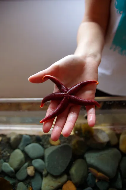 Back to the Sea Centre