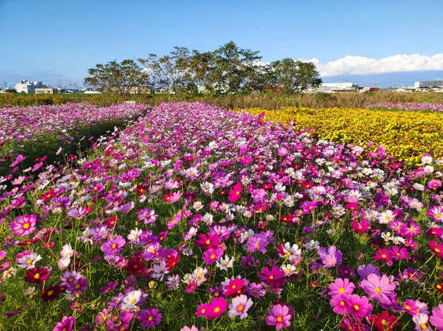 Nakagawa Yashio Flower Park