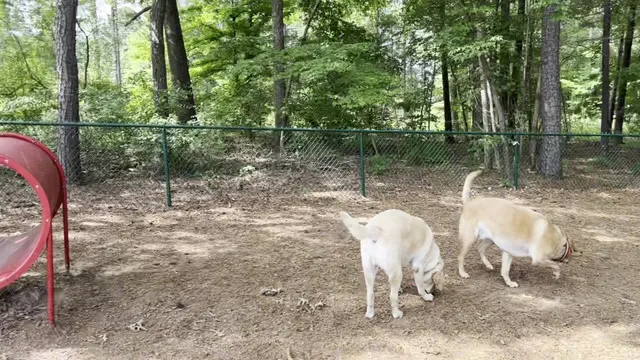 Barkyard Dog Park