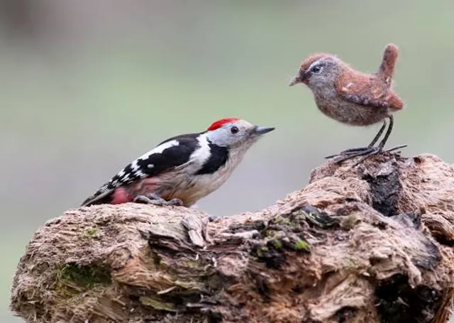 Les Lacs de l'Eau d'Heure