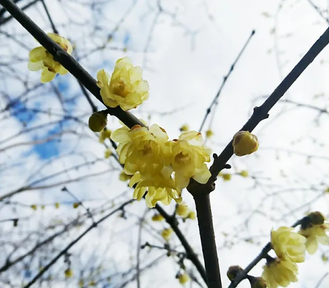 Tonoyama park ( Terao Castle Site )