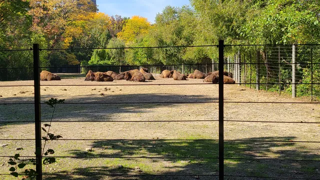 American Bison at Bronx Zoo