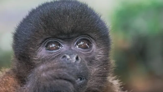 Museo kamak maki Zoológico