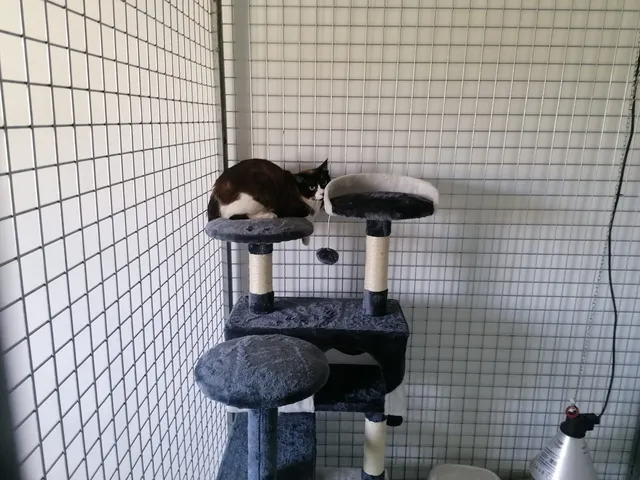 Residencia Canina y Felina La Saucedilla