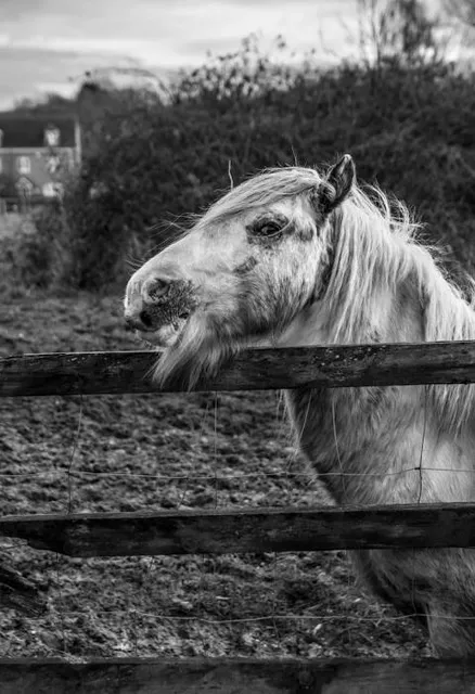 Tommy World War One Soldier Sculpture - Eleven 'O' One