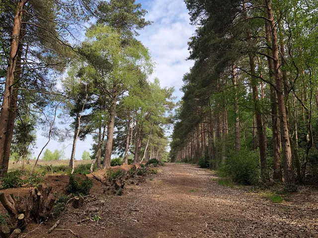 National Trust - Lavington Common