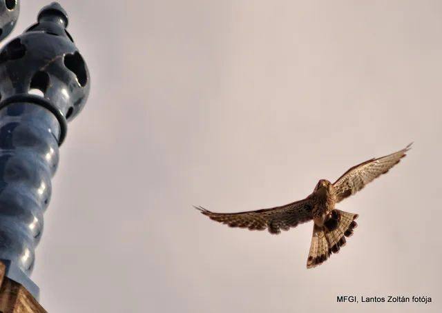 SZTFH Földtani Szolgálat