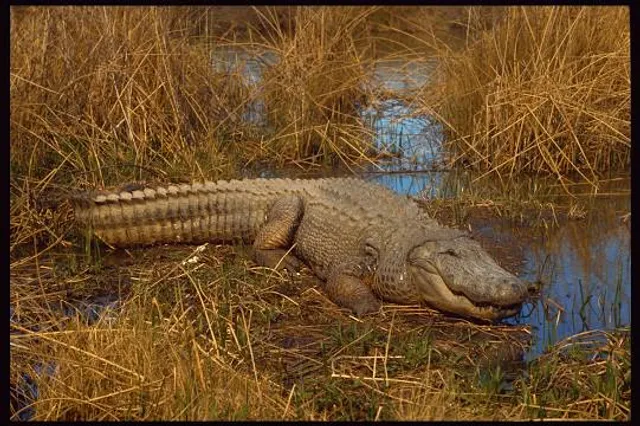 Rockefeller Wildlife Refuge