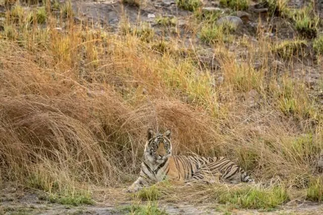 Bandhavgarh National Park