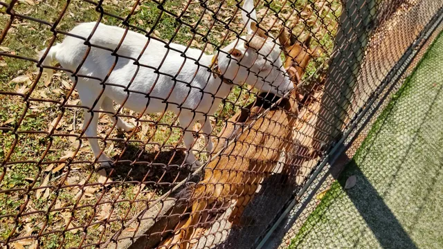 Irifune Park Tennis Courts