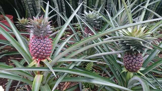 Usuigawanettai Botanical Gardens