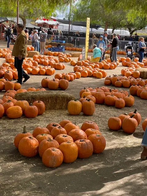 Peltzer Pumpkin Farm | CLOSED until Fall of 2026!