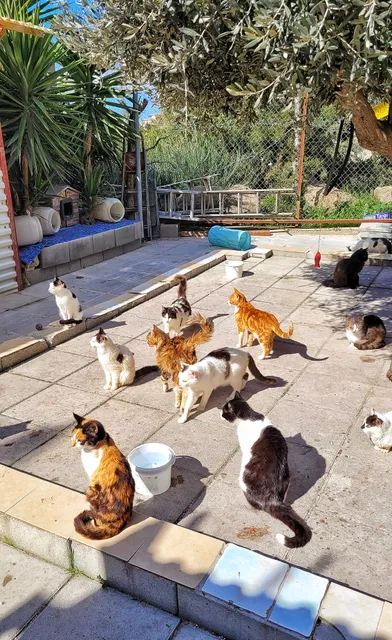 Agios Neofytos CatPark