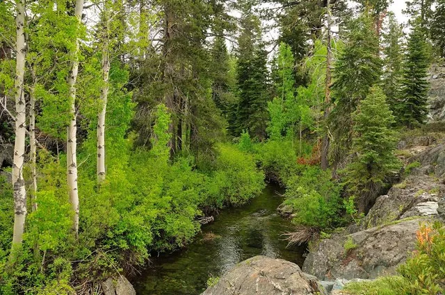 Plumas National Forest