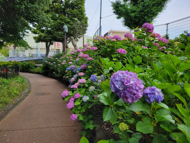 Takinogawa Hydrangea Road