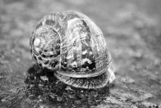 du col de Saverne Botanical Garden