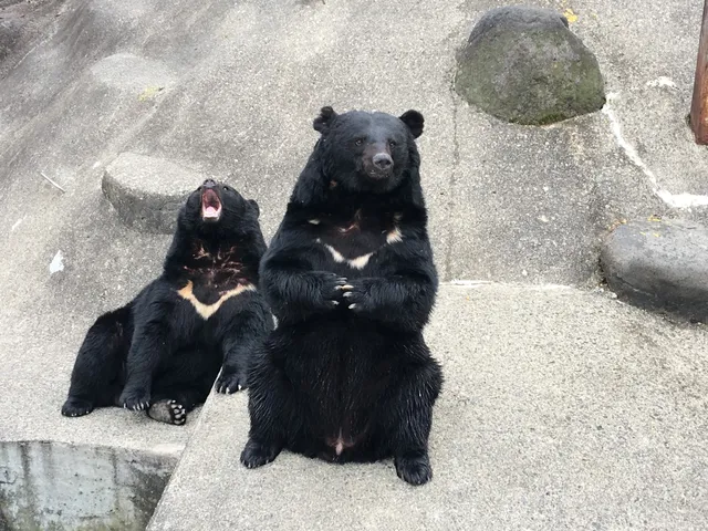 Kuma Kuma Park