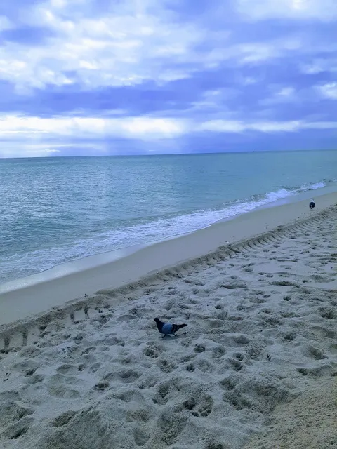 NoBeVIP at the OLSEN on the BEACH!