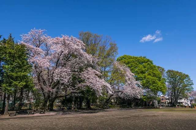 Asahigaoka Central Park