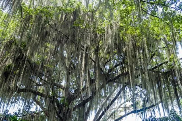 El Gallineral Natural Park