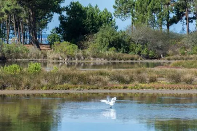 Saint-Brice-Les-Quinconces-Le-Coulin