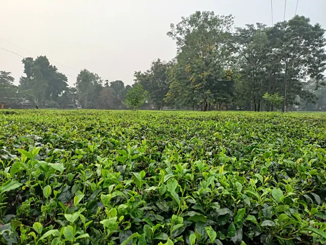 Tea Garden