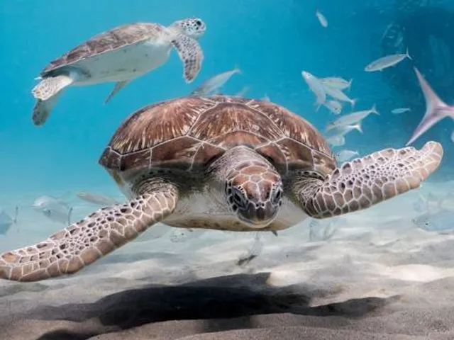 Living Coast Discovery Center