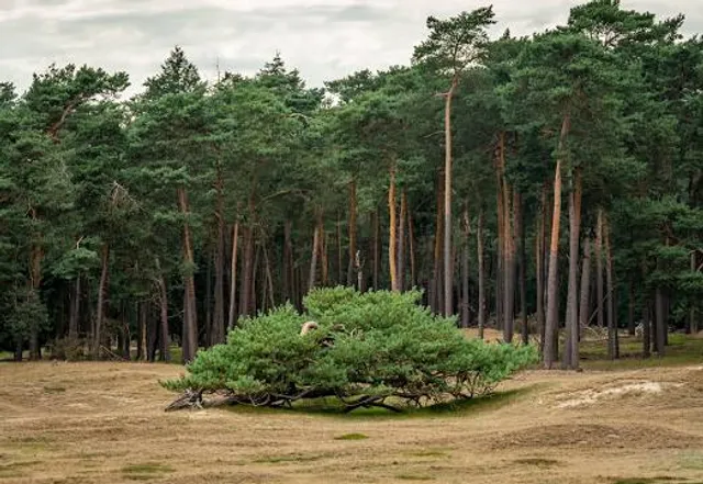 Bornia - Utrechtslandschap