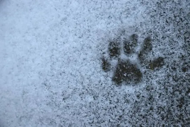 Champlain Area Trails