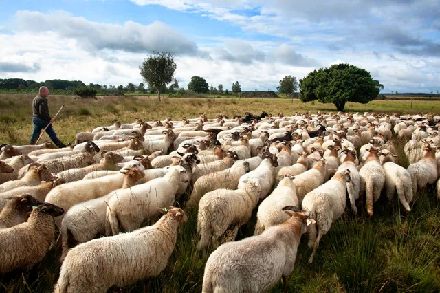 Dwingelderveld National Park