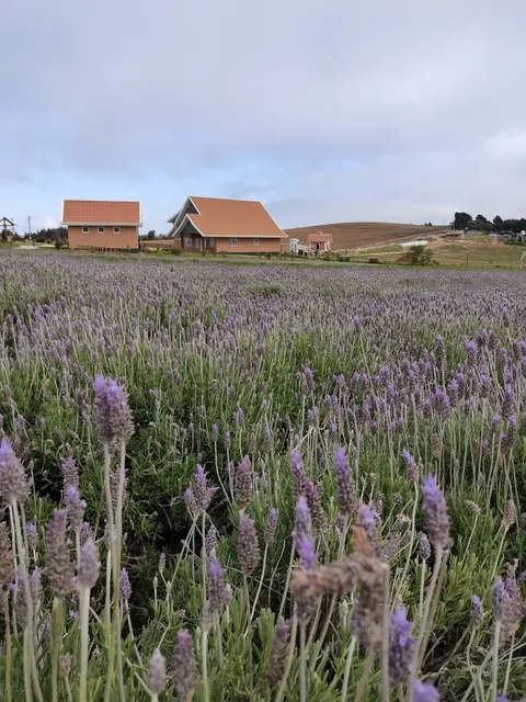 Het Dorp Vilarejo Holandês