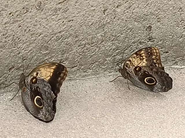 Mariposario Chapultepec