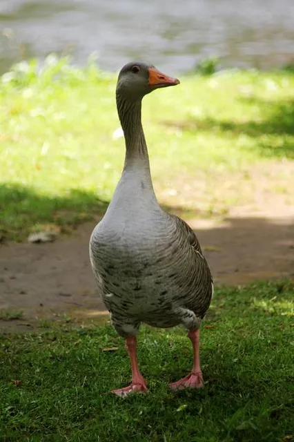 Cleethorpes Boating Lake