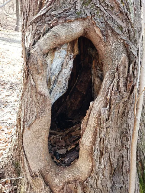 West DuPage Woods Forest Preserve