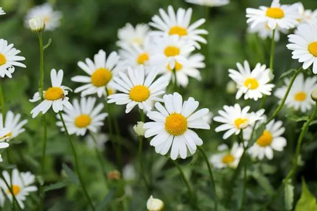 Salina Calcara - Saline di Trapani e Paceco