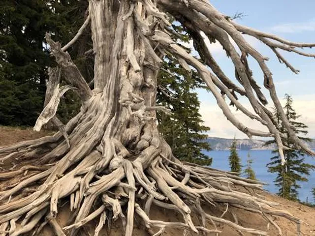 Panbos - Utrechtslandschap