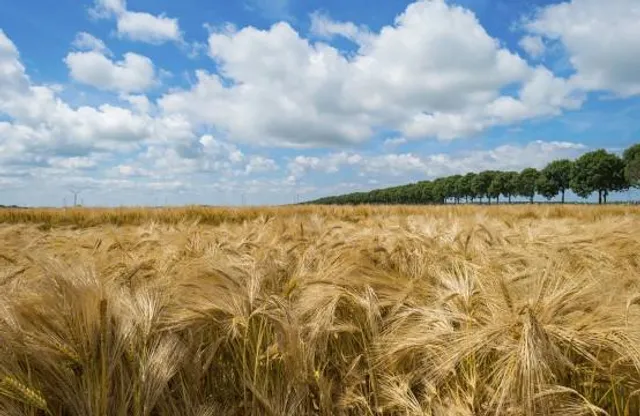 The Giant Murray Cod