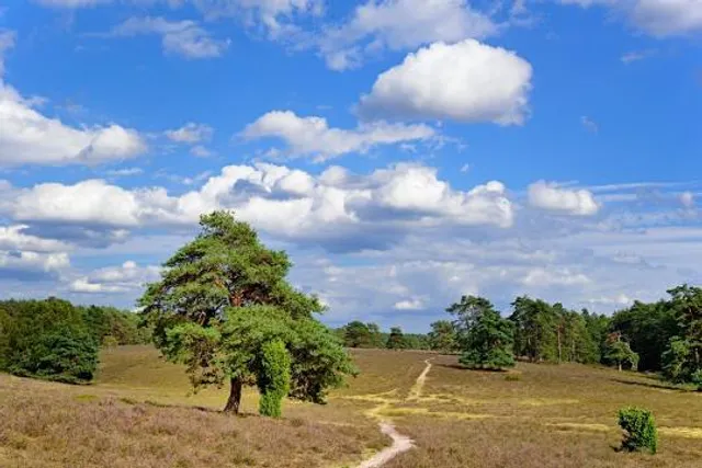 Misselhorner Heide